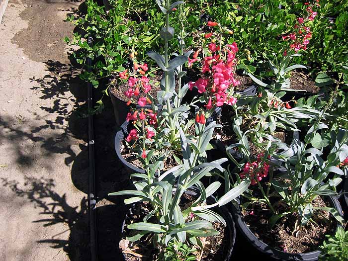 Penstemon Parryi
